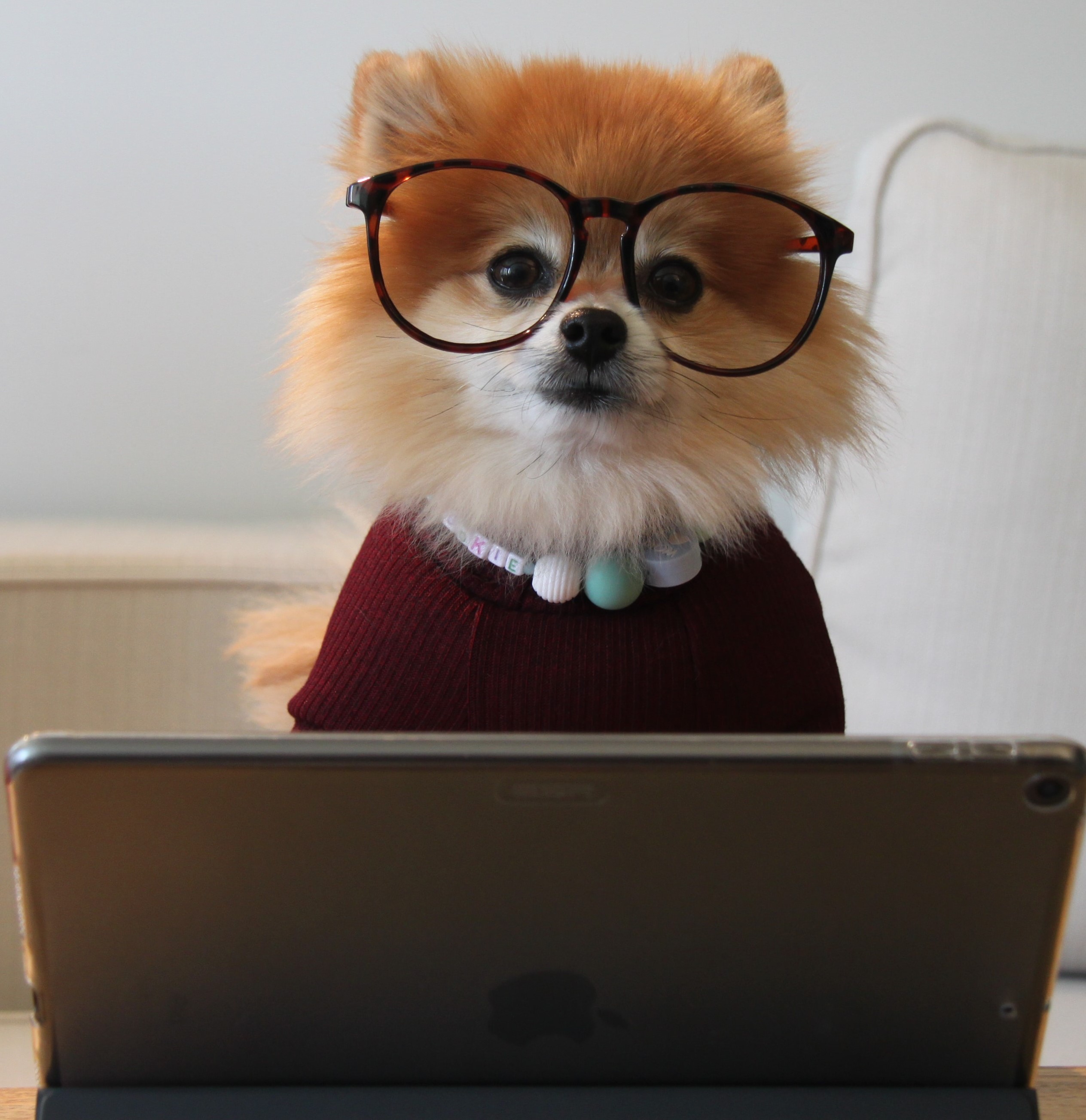 LoginDog